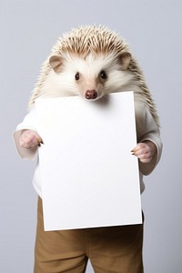 Hedgehog animal portrait holding.