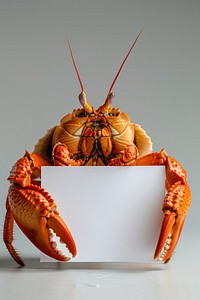 Animal lobster seafood crab.
