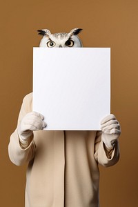 Portrait animal owl photography.
