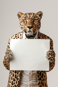 Leopard animal wildlife portrait.