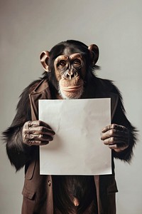 Animal ape wildlife portrait.