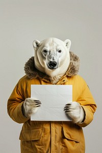 Animal bear wildlife portrait.