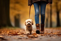 Girl walking a dog mammal animal leash.