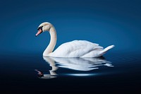 Swan animal bird blue.