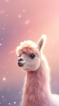 Cute Llama dreamy wallpaper animal llama outdoors.