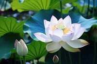 Lotus flower blossom plant petal.
