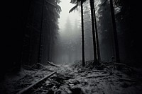 Deep dark snow forest outdoors woodland nature.