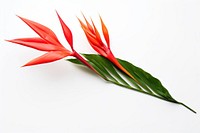 Heliconia bihai flower with leaf heliconia plant petal.