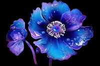 Poppy flower violet petal.