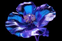 Poppy flower violet petal.