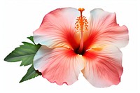 Tropical flower hibiscus plant white background.