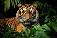 Beautiful bengal tiger with lush wildlife outdoors animal.