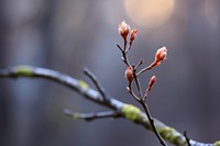 Bud growing and bloom on branch blossom flower forest.