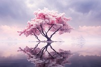 Photography of cherry trees landscape outdoors blossom.