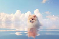 Dog on water outdoors scenery mammal.