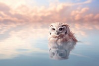 Photography of owl outdoors animal nature.