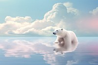 Photography of polar bear wildlife outdoors animal.