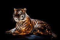 Full body tiger wildlife animal mammal.
