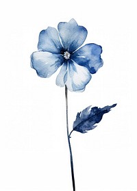Blue flower petal plant white.