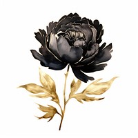 Black color peony flower plant rose.