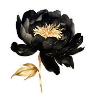 Black color peony flower plant white background.