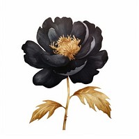 Black color peony painting flower petal.