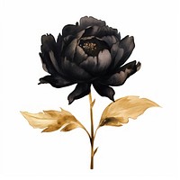Black color peony flower plant rose.
