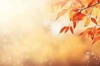 Abstract background autumn backgrounds bright.