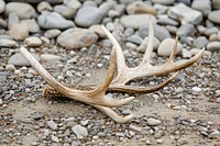 Antlers showcase pebble animal driftwood.