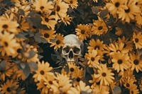 Skull photography outdoors nature.