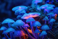 Bioluminescence biology background fungus plant blue.