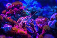 Bioluminescence lobster border background outdoors animal nature.