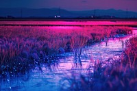 Bioluminescence rice field background landscape outdoors nature.