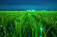 Bioluminescence rice field background light grassland outdoors.