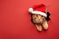 Happy cat peeking out animal christmas portrait.