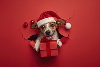 Happy dog peeking out animal christmas portrait.