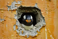 Happy penguin peeking out animal bird hole.