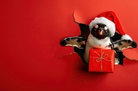 Happy penguin peeking out christmas portrait animal.