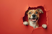 Smiling dog peeking out animal portrait mammal.