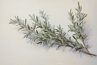 Oil painting of rosemary plant herbs leaf.