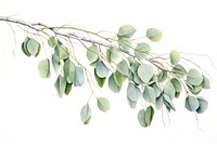 Eucalyptus tree branch plant leaf annonaceae.