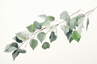 Eucalyptus tree branch plant leaf freshness.