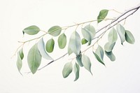 Eucalyptus tree branch plant leaf annonaceae.