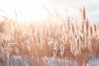 Tall dried grass sky backgrounds.