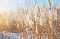 Tall dried grass backgrounds outdoors.