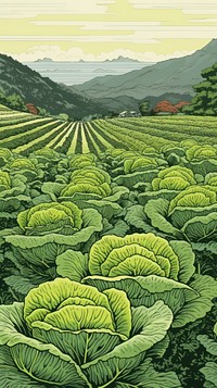 Traditional japanese cabbage field agriculture outdoors nature.