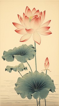 Traditional japanese lotus and buddha flower plant lily.