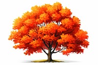Fire orange autumn tree plant maple white background.