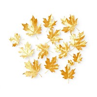 Gold group maple leaves icon backgrounds plant leaf.