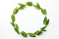 Green tea circle plant leaf.